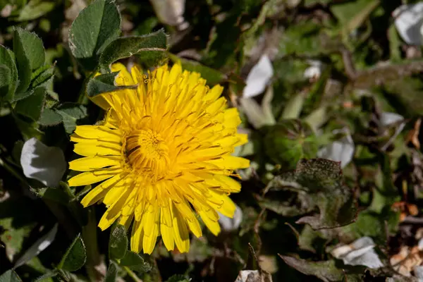 Şaşırtıcı derecede güzel ve parlak sarı bir karahindiba çiçeği yemyeşil yapraklar ve altında yumuşak otlarla çevrilidir.
