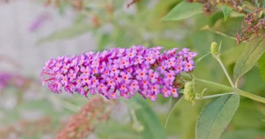 Güneşli bir bahçede yemyeşil yaprakların yanında canlı mor bir çiçeğin çarpıcı yakın çekimini deneyimleyin.