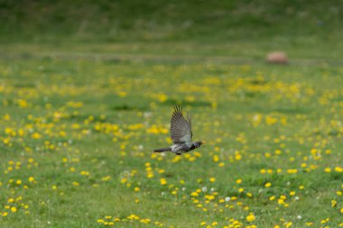 Çiçeklerle süslenmiş canlı, geniş bir çayırın üzerinde zarif bir şekilde süzülen bir kuş.