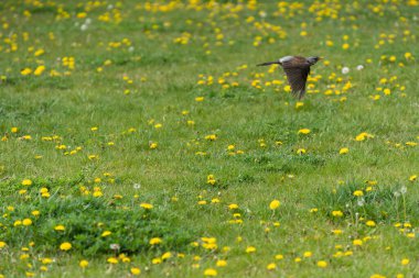 Zarif ve zarif bir kuş havada canlı ve renkli bir karahindiba tarlasının üzerinde süzülürken yakalanır.