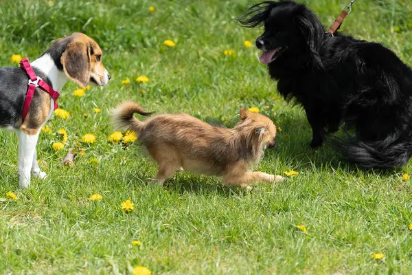 Güneşli güzel bir parkta, üç neşeli ve neşeli köpek neşeli bir şekilde parlak sarı karahindibalar arasında etkileşim halindedir.