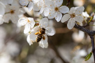 Yalnız bir arı kiraz çiçeklerinden polen toplar, doğal güzelliklerini ve bahar ruhunu sergiler.
