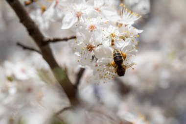 Meşgul bir arı kiraz çiçeklerinden nektar toplar, canlı bahar mevsiminde doğal uyumu sergiler.