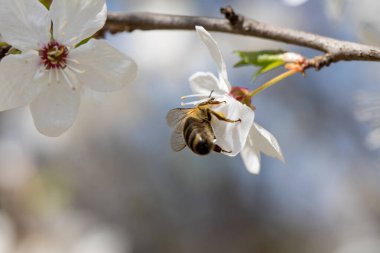 Kiraz çiçeğinin üzerindeki bir arının güzel bir yakın çekimi, baharın özünü yakalıyor ve güzelliği detaylıca yakalıyor.