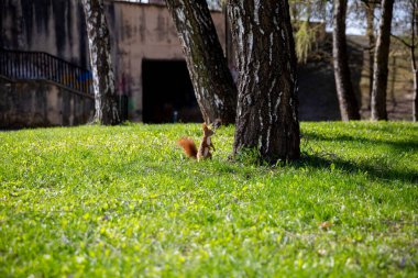 Meraklı küçük bir sincap ağacın altındaki yemyeşil parkı keşfediyor.