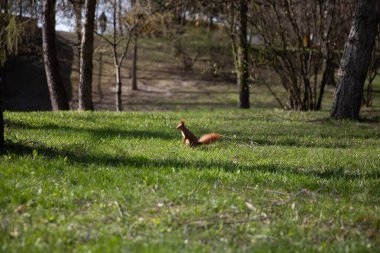 Neşeli bir sincap neşeyle gülüyor renkli çiçeklerle dolu canlı bir çayırda.