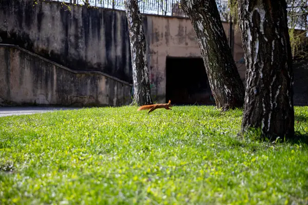 Bir tilki yemyeşil bir çayırda huzur içinde yatar. Etrafı canlı ağaçlarla çevrili ve parkın içinde gelişen doğayla iç içe.