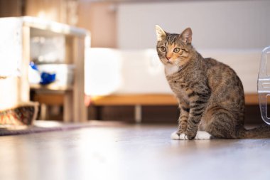 Göz kamaştırıcı güzellikteki bir kedi zarif ve zarif bir şekilde parlak, sıcak ve davetkar bir yaşam alanında oturur.