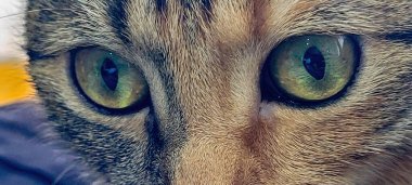 Çekici kedilerin yakın çekimi canlı yeşil gözler, karmaşık detaylar ve çeşitli ifadeler sergiliyor.