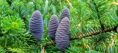 Göz kamaştırıcı yakın plan bir fotoğrafta yemyeşil yaprakların içine yerleştirilmiş güzel çam kozalakları var.