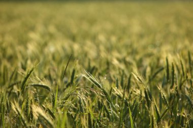 Geniş bir buğday tarlasının huzurlu manzarası, yumuşak güneş ışığıyla yıkanmış, ihtişamlarında gelişen mahsuller sergileniyor.