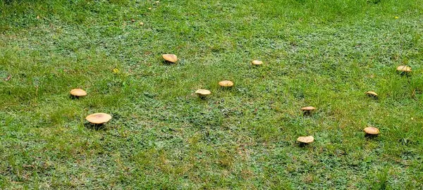 Canlı bir mantar kümesi zarif bir şekilde yemyeşil çimlerin arasından güzel bir doğal ortamda ortaya çıkıyor.