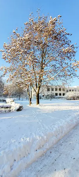 Huzurlu mavi bir gökyüzünün altında huzur içinde karla kaplı bir ağacın sergilendiği nefes kesici bir manzara.