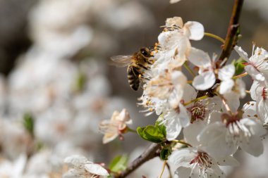 Güzel beyaz kiraz çiçeklerini etkin bir şekilde tozlaştıran, zarif doğasını gözler önüne seren bir arının yakından görüntüsü.