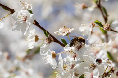 Canlı kiraz çiçeklerinin güzel bir yakın çekimi. Çiçek açmış, meşgul bir arı değerli nektarı topluyor.