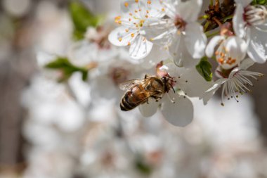 Kiraz çiçeklerinden polen toplayan bir arı, doğal tozlaşma sürecinin hayati özünü gözler önüne seriyor.