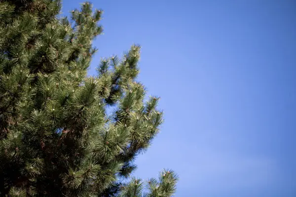 Parlak mavi gökyüzüne karşı sergilenen canlı ve canlı yeşil ağaç dalları.