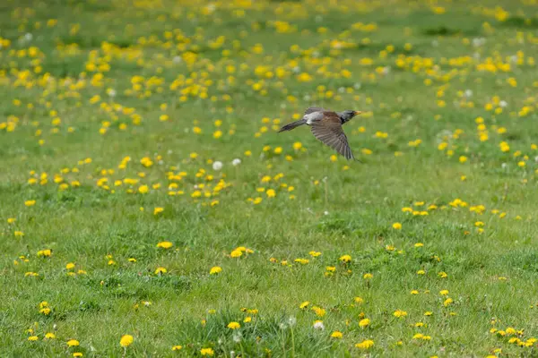 Canlı karahindibalarla dolu engin bir tarlada zarif bir şekilde süzülen bir kuşun olduğu büyüleyici bir sahne.
