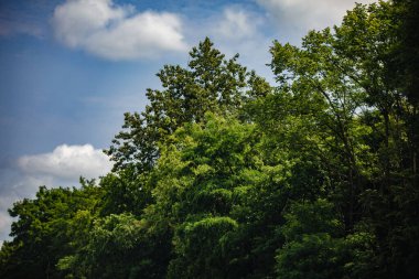 Canlı yeşil ağaçlarla dolu büyüleyici bir sahne pofuduk beyaz bulutlarla süslenmiş güzel mavi bir gökyüzüne kurulmuş.