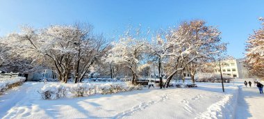 Karla kaplı ağaçlar ve mevsimlik temalar için mükemmel açık mavi bir gökyüzü içeren sakin bir kış sahnesi..