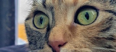 İnanılmaz canlı yeşil gözleri olan bir kedinin büyüleyici yakın çekimi güzelliklerini ve detaylarını gözler önüne seriyor.