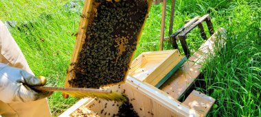 Adanmış bir arı yetiştiricisi, canlı yeşillikler arasında dolup taşan arılarla dolu bir bal peteği çerçevesini dikkatlice inceler.
