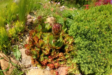 Çeşitli sulu bitkilerin şaşırtıcı derecede güzel bir görüntüsü farklı bir bahçe içinde uyum içinde gelişiyor.