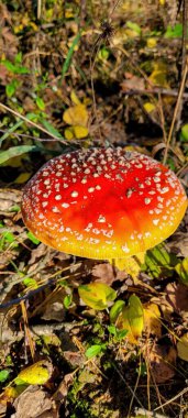 Nefes kesen kırmızı ve turuncu bir mantar beyaz noktalarla süslenmiş, yemyeşil bir orman ortamında gelişiyor.