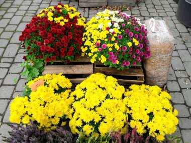 Piyasa sepetlerinde canlı renkler sergilenen çeşitli çiçeklerin çarpıcı renkli bir düzeni.