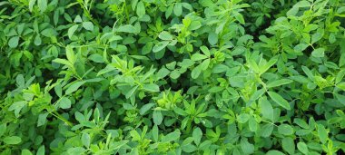 Tadını çıkarmaları için doğal güneş ışığıyla yıkanmış canlı yapraklar içeren yemyeşil bir yonca tarlası.