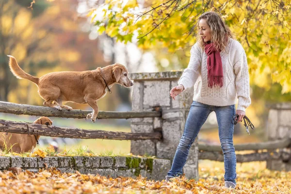 stock image A dog trainer commands two dogs to jump over wooden barriers in nature.