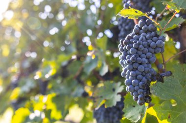Bunches of Cabernet sauvignon grapes ripened before harvest.