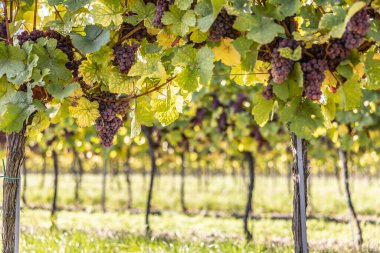 Purple bunches of grapes of the Red Traminer variety in a vineyard ripening before harvest.