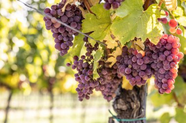 Purple bunches of grapes of the Red Traminer variety in a vineyard ripening before harvest.