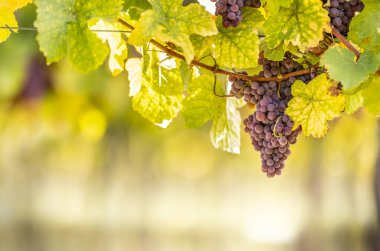 Purple bunches of grapes of the Red Traminer variety in a vineyard ripening before harvest.