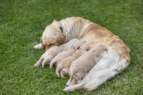 子犬が餌を与えられている間 彼らの母親は庭で眠ってしまった — ストック写真