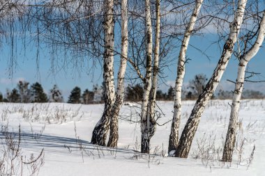 Karlı bir tarlanın ortasında birkaç huş ağacı. Seçici odak.