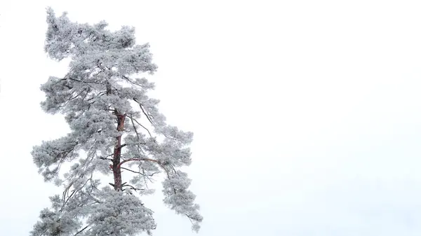 Osamělá Borovice Pokrytá Chrastítkem Sněhobílém Pozadí — Stock fotografie