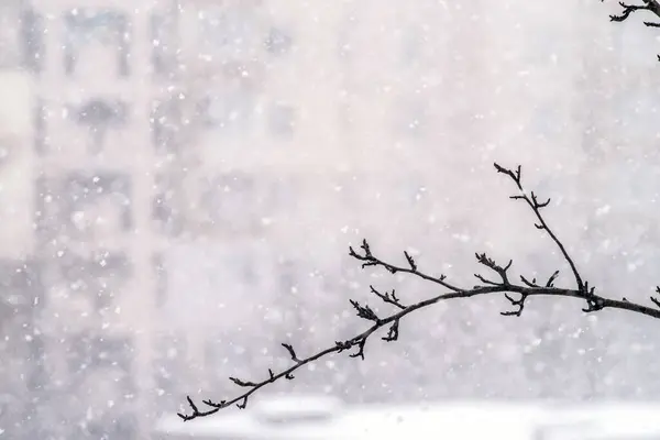 Βαριά Χιονόπτωση Στο Φόντο Ενός Κλαδιού Δέντρου Επιλεκτική Εστίαση — Φωτογραφία Αρχείου