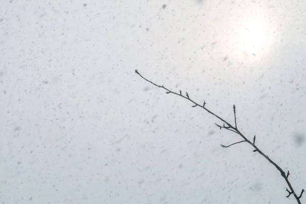 Солнце Светит Сквозь Сильный Снегопад Фоне Ветки Дерева Селективный Фокус — стоковое фото