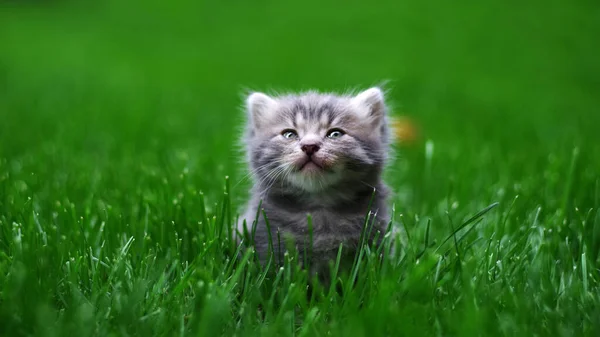 Small Fluffy Kitten Sits Green Grass Selective Focus — Stok fotoğraf