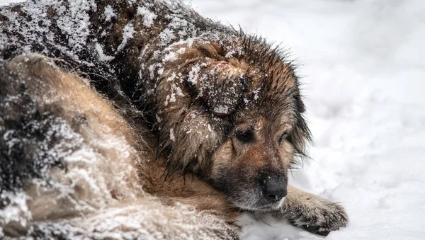 A sad homeless dog lies under a snowfall. Selective focus.