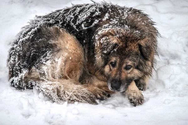 Sad Homeless Dog Lies Snowfall Selective Focus Stock Picture