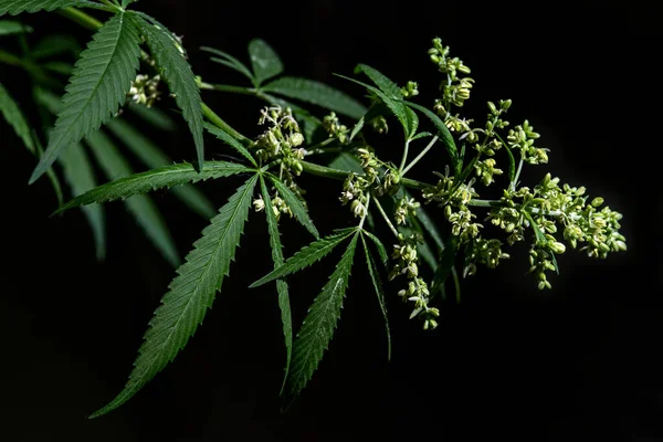 Topo Uma Planta Cannabis Com Flores Fundo Escuro Foco Seletivo — Fotografia de Stock