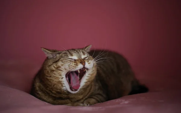 Γευσιγνωσία Ριγέ Γάτα Σκούρο Ροζ Φόντο Επιλεκτική Εστίαση — Φωτογραφία Αρχείου