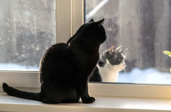 Twee Katten Zwart Zwart Wit Zitten Aan Weerszijden Van Het — Stockfoto