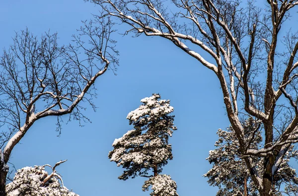 Borovice Duby Pokryté Sněhem Proti Modré Obloze Selektivní Zaměření — Stock fotografie