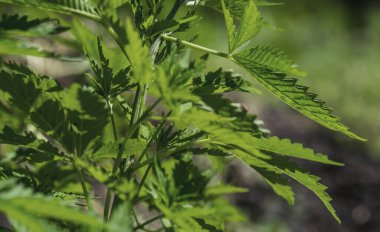 Doğal arka planda bir çalılık marihuana bitkisi. Seçici odak.  