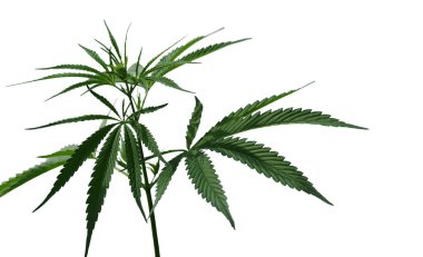 Marihuana bitkisi beyaz bir arka planda izole edilmiş. Seçici odak.