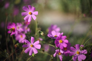 Garden flowers on a blurred natural background. Annual dahlias. Selective focus.